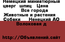 Немецкий миниатюрный(цверг) шпиц › Цена ­ 50 000 - Все города Животные и растения » Собаки   . Ненецкий АО,Волоковая д.